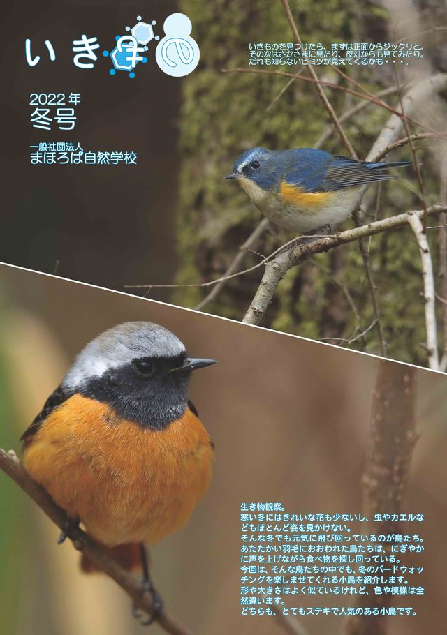 R03いきもの冬号ジョウビ・